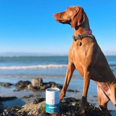 Blue Pet Co GoActive JOINT & MUSCLE papildai šunims su jūros dumbliais sąnarių ir raumenų sveikatai 2