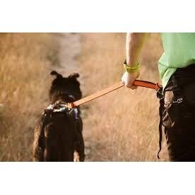 NON-STOP Bungee Leash   developed for canicross, bikejoring, and skijoring 2