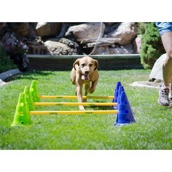 CanineGym® Dog Agility Kit  for dog training 6