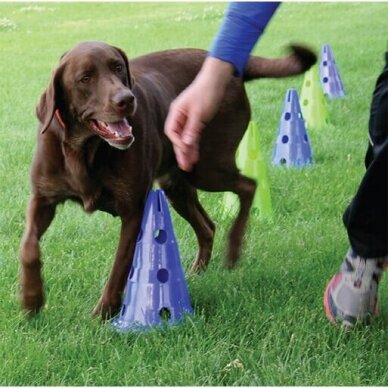 CanineGym® Dog Agility Kit  for dog training 5