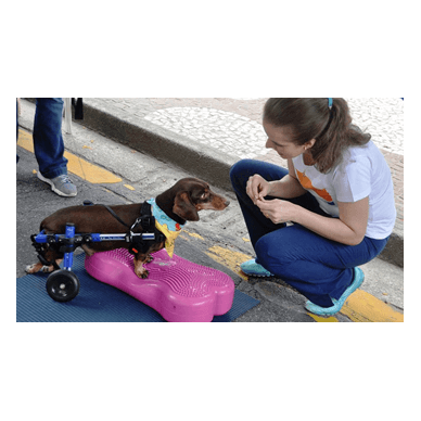 FITPAWS CanineGym® K9FITbone kaulo formos balansinė pagalvė šunims 7