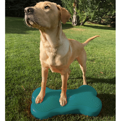 FITPAWS CanineGym® K9FITbone kaulo formos balansinė pagalvė šunims 15