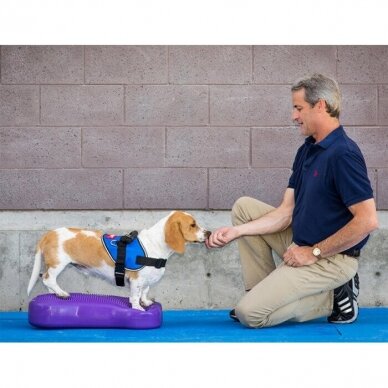 FITPAWS CanineGym® K9FITbone kaulo formos balansinė pagalvė šunims 11