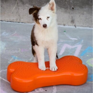 FITPAWS CanineGym® K9FITbone kaulo formos balansinė pagalvė šunims 11