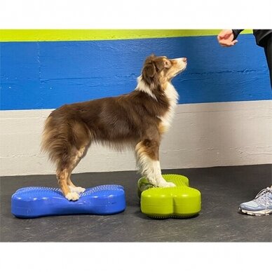 FITPAWS CanineGym® K9FITbone kaulo formos balansinė pagalvė šunims 13