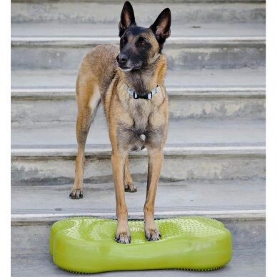 CanineGym® K9FITbone for dogs  weight bearing activities and balance training and rehabilitation and therapy 5
