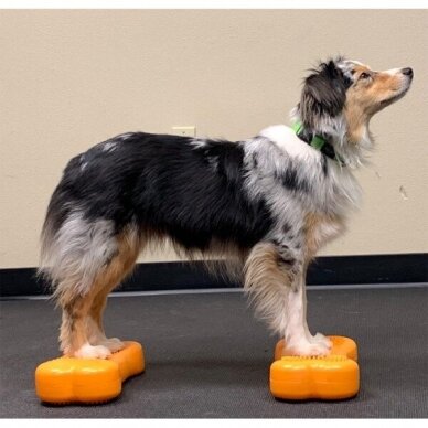 FITPAWS CanineGym® K9FITbones™ MINI kaulų formos balansinės pagalvės šunims 6
