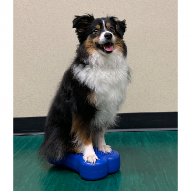FitPAWS® Mini K9FITbones™ for dogs activities and balance training, rehabilitation and therapy 7