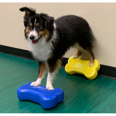 FitPAWS® Mini K9FITbones™ for dogs activities and balance training, rehabilitation and therapy 8