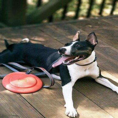 Dexas Off- Leash Flyer frisbee dog toy 4