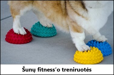 Šunų fitnessas