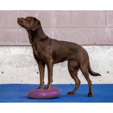 FitPAWS® Balance Discs balansinė pagalvė šunims 9