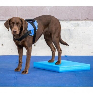 FitPAWS Balance Pad  effective training and rehabilitation tool  for dogs 3