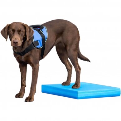 FitPAWS Balance Pad  effective training and rehabilitation tool  for dogs 1