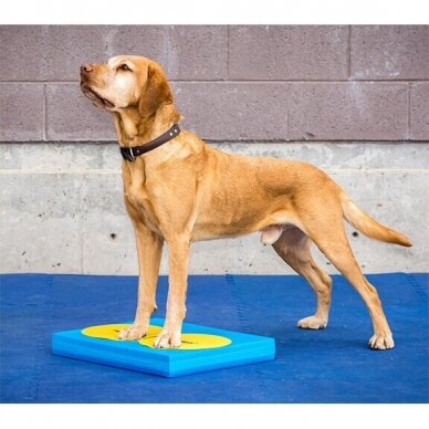 FitPAWS Balance Pad  effective training and rehabilitation tool  for dogs 2