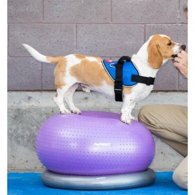 FitPAWS® Circular Product Holder  helps stabilize the FitPaws Donut 3