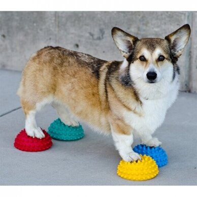 FitPAWS® Paw Pods -Skid Proof for dogs training 4