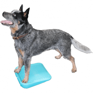 FitPAWS® Dog Balance Ramp  perfect for general dog training and rehabilitation 1