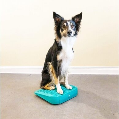 FitPAWS® Dog Balance Ramp  perfect for general dog training and rehabilitation 5