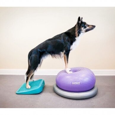 FitPAWS® Dog Balance Ramp  perfect for general dog training and rehabilitation 6