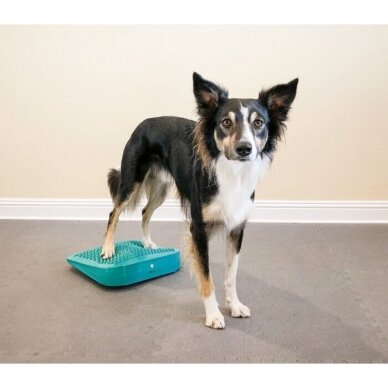 FitPAWS® Dog Balance Ramp  perfect for general dog training and rehabilitation 2