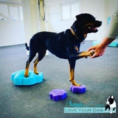 Flexiness®ToyPawDiscs treniruokliai šunų fitnesui 3