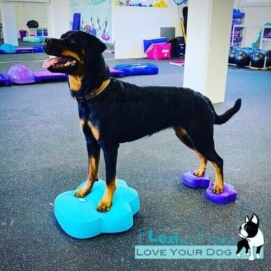 Flexiness®ToyPawDiscs Tools  for dog fitness 1