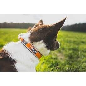 Non-Stop CRUISE COLLAR well-padded dog collar with semi-slip function 2