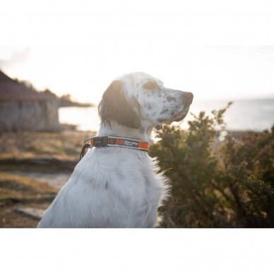 Non-stop dogwear Roam collar is an adjustable collar for dogs with good padding 3