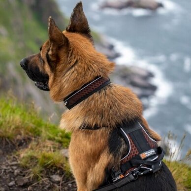 Non-stop ROCK HARNESS a versatile padded harness for dogs, developed for active everyday life 3