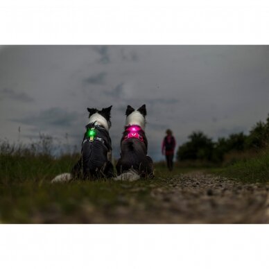 Orbiloc Dog Dual saugos lemputė šunims 11
