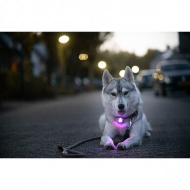 Orbiloc Dog Dual saugos lemputė šunims 16