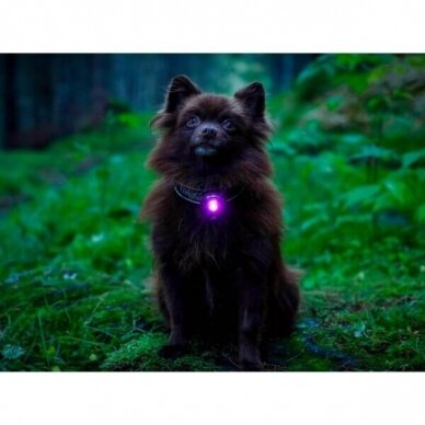 Orbiloc Dog Dual saugos lemputė šunims 17