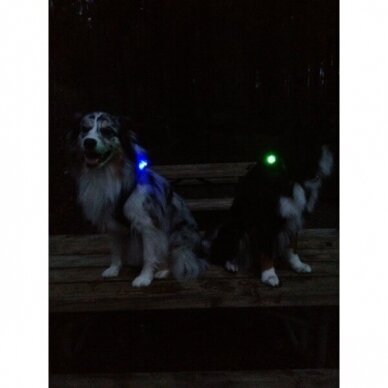 Orbiloc Dog Dual saugos lemputė šunims 18