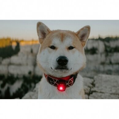 Orbiloc Dog Dual saugos lemputė šunims 22