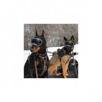 Rex Specs Goggles provide stable, secure eye protection for your dog 17