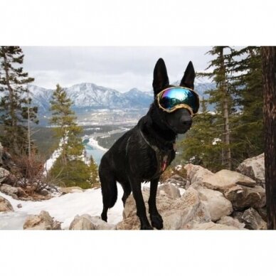 Rex Specs Goggles provide stable, secure eye protection for your dog 5