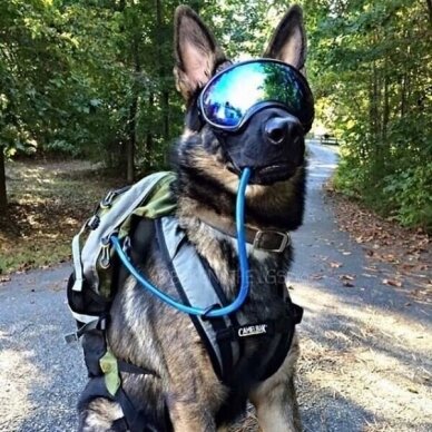 Rex Specs Goggles provide stable, secure eye protection for your dog 6