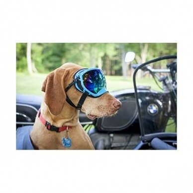 Rex Specs Goggles provide stable, secure eye protection for your dog 8